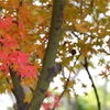 紅葉（みろくの里）
