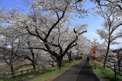 雲南の桜 (2) 250408-951