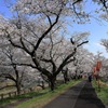 雲南の桜 (2) 250408-951