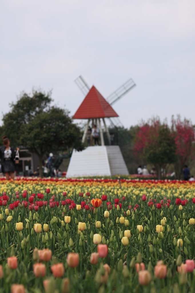 世羅高原２０１４ﾁｭｰﾘｯﾌﾟ② 020(rev)