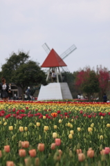 世羅高原２０１４ﾁｭｰﾘｯﾌﾟ② 020(rev)