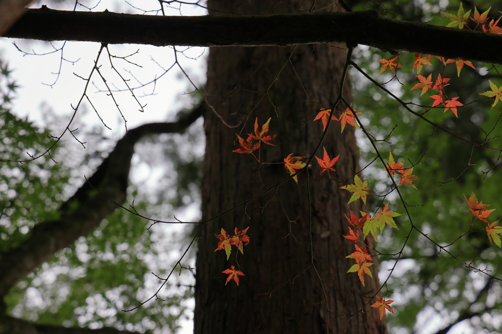 佛通寺 (4) 230912-906