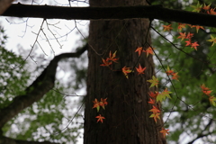 佛通寺 (4) 230912-906