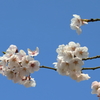春　 190407-953