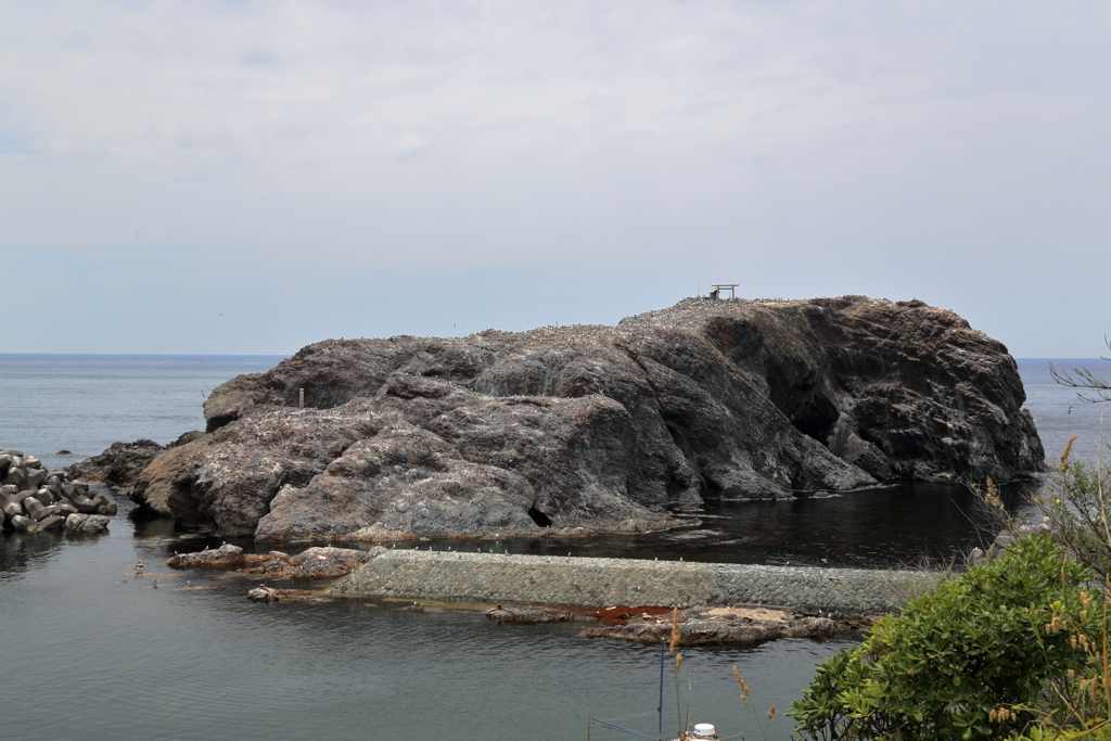 ウミネコの島(5)  170523-5