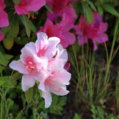 さつき (1) 15.05.05