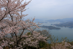 竜王山の桜 (1) 250410-57
