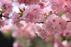 雲南・桜まつり 210402-082