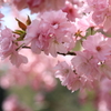 雲南・桜まつり 210402-082