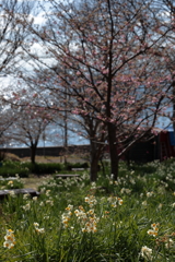 水仙の里 (6) 260217-7055