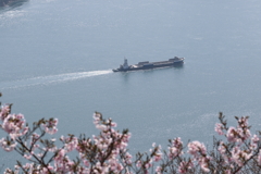 桜と瀬戸内海(3)17.04.13-