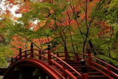 今高野山紅葉(2) 201106-246