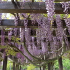 藤棚　250501-538