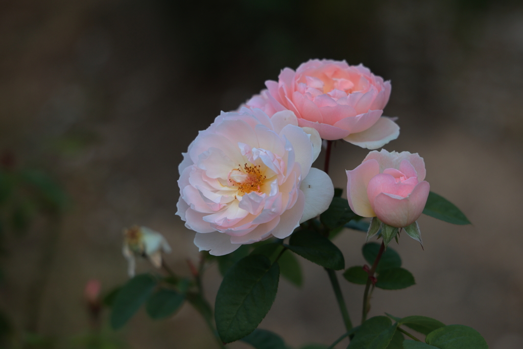 世羅高原花の森 (3) 231016-162
