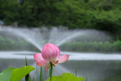 府中公園 (8) 2024.7-804
