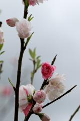 桜 (2) 15.04.11