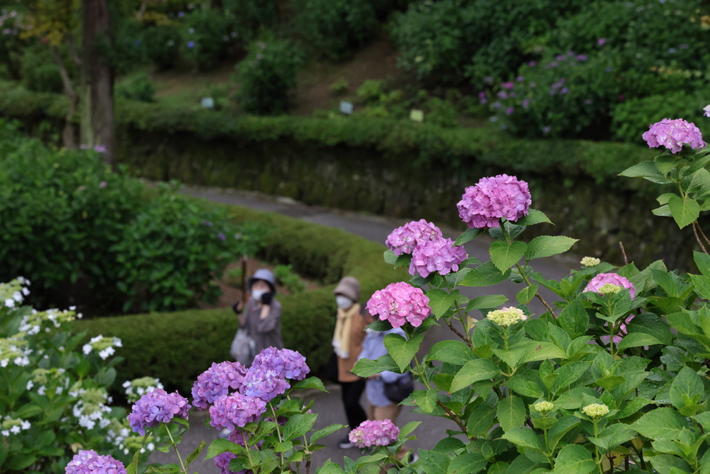 三景園 (6) 240618-611