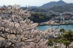 【花めぐり】千光寺(3) 190409-7022