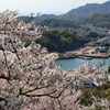 【花めぐり】千光寺(3) 190409-7022