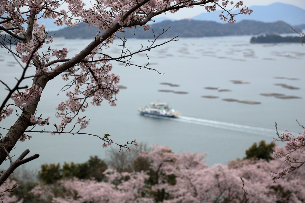 桜の名所、正福寺(2)17.04.10