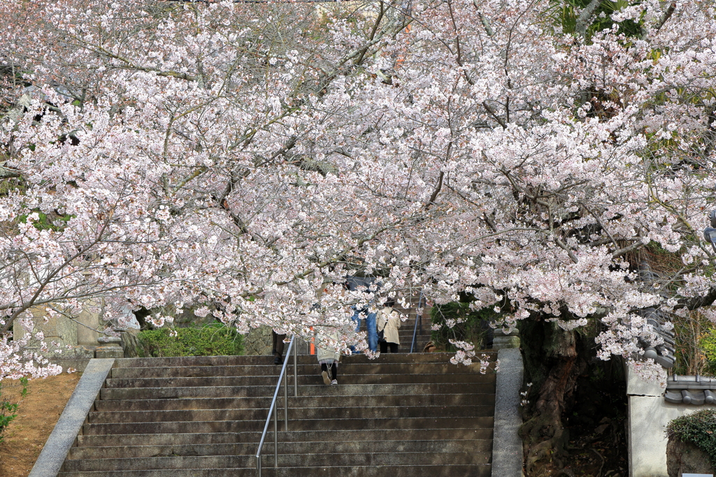 西国寺 (1) 240405-5001