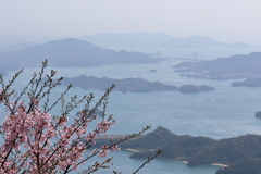 桜と瀬戸内海(2) 17.04.13-