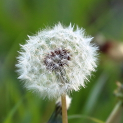 吹きたい人、手を挙げて！！