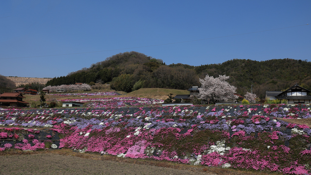 芝桜 (2) 220407-088 