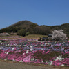 芝桜 (2) 220407-088 