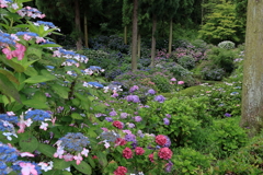 三景園 (1) 250625-421