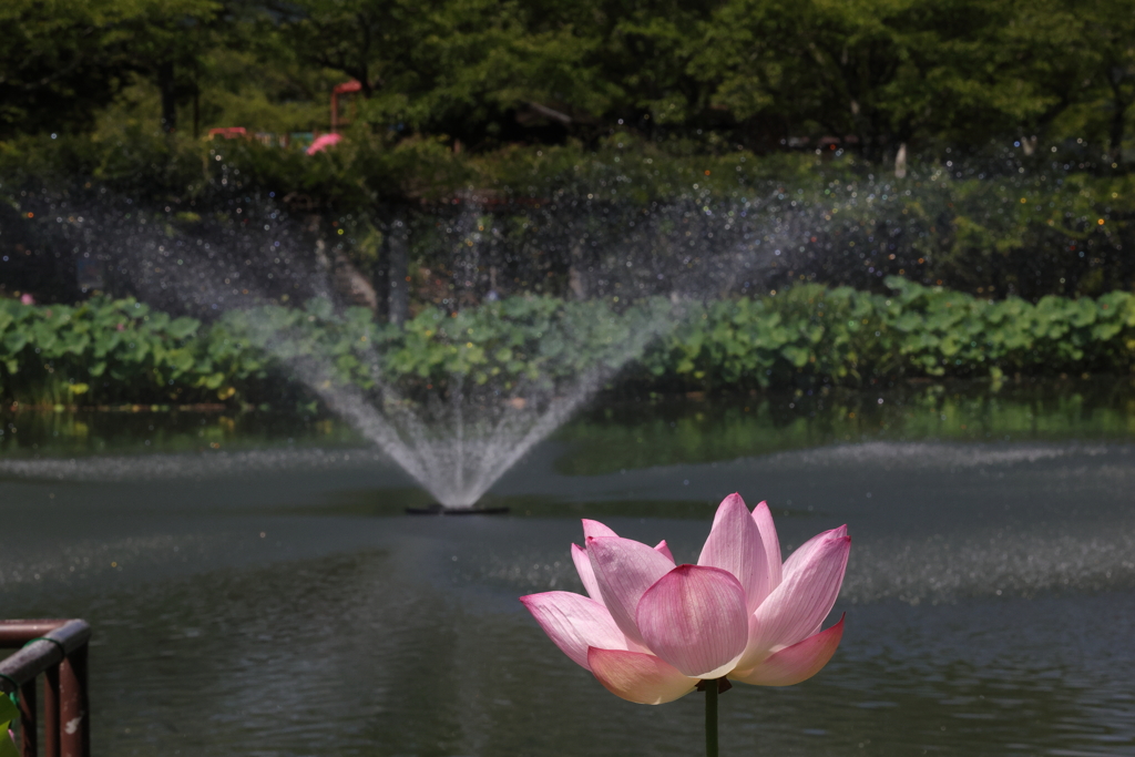 府中公園の蓮(4) 230726-674