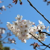 千光寺の桜 17.04.04