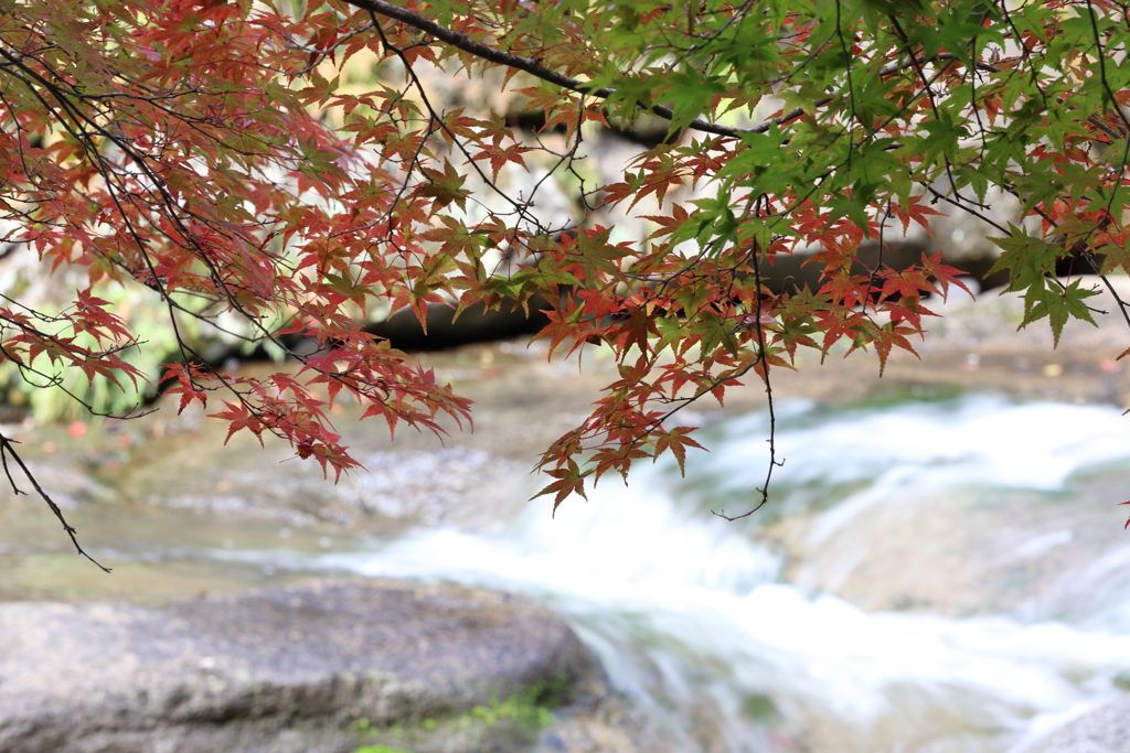 三郎の滝 (3) 251111-6098