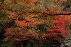 御調八幡宮 (2) 241119-240 