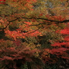 御調八幡宮 (2) 241119-240 
