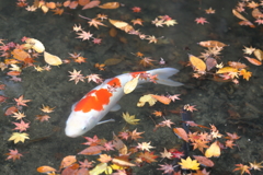 佛通寺(3) 16.11.21