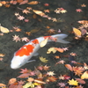 佛通寺(3) 16.11.21