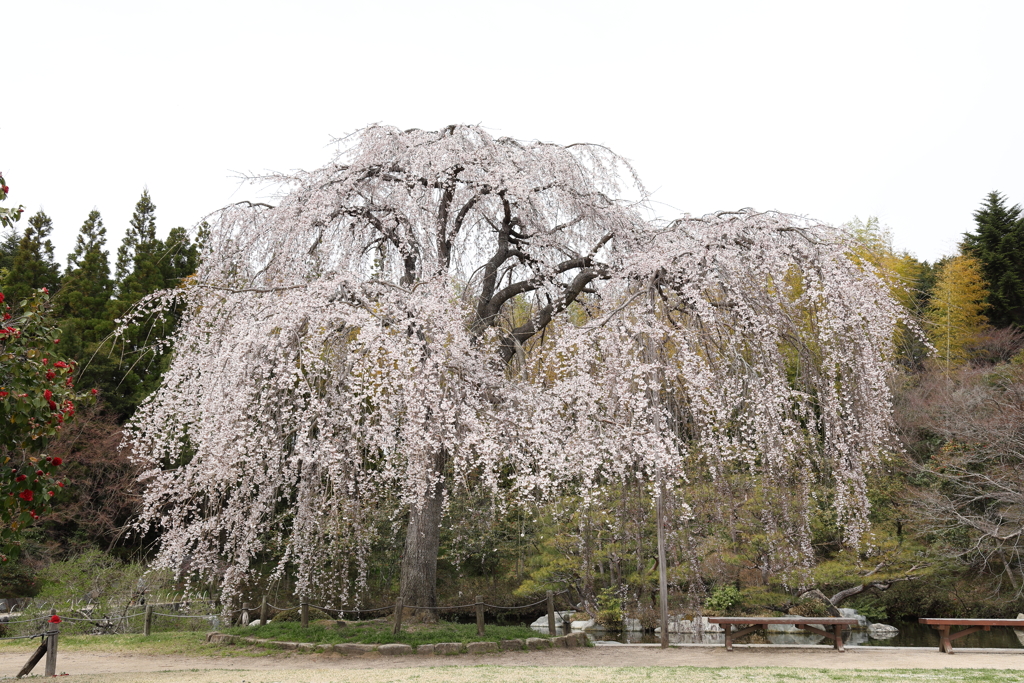三景園 (1) 250401-840