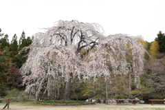 三景園 (1) 250401-840