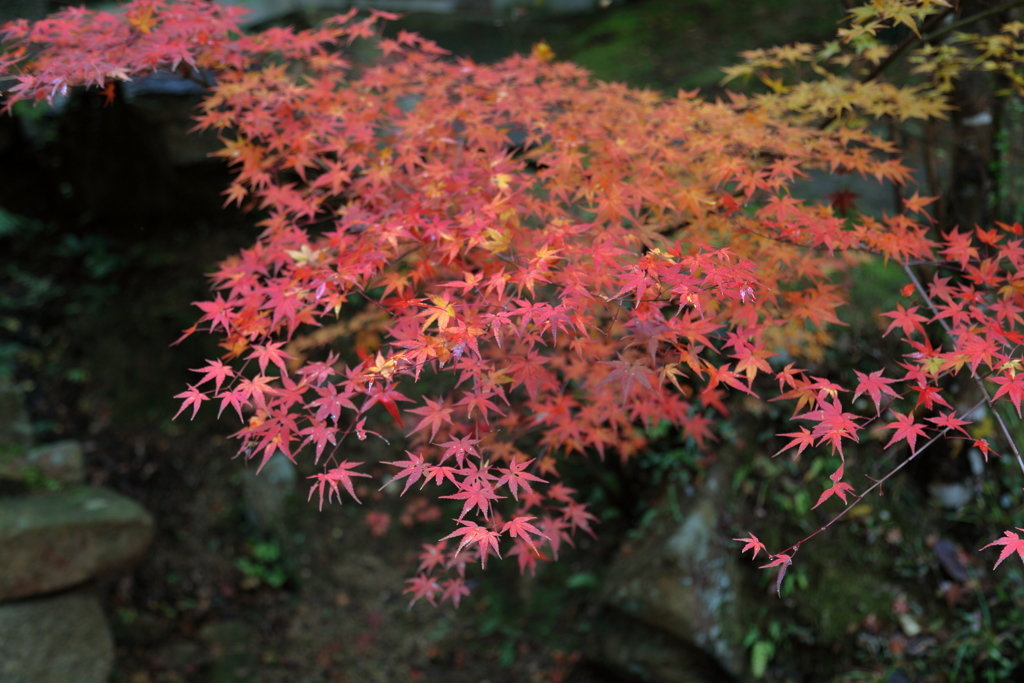 紅葉in三郎の滝(6) 16.11.11