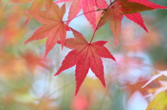 紅葉（仏通寺） 013