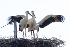 コウノトリin 世羅町 (4) 230706-888