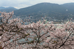 正福寺の桜 (10) 16.04.04