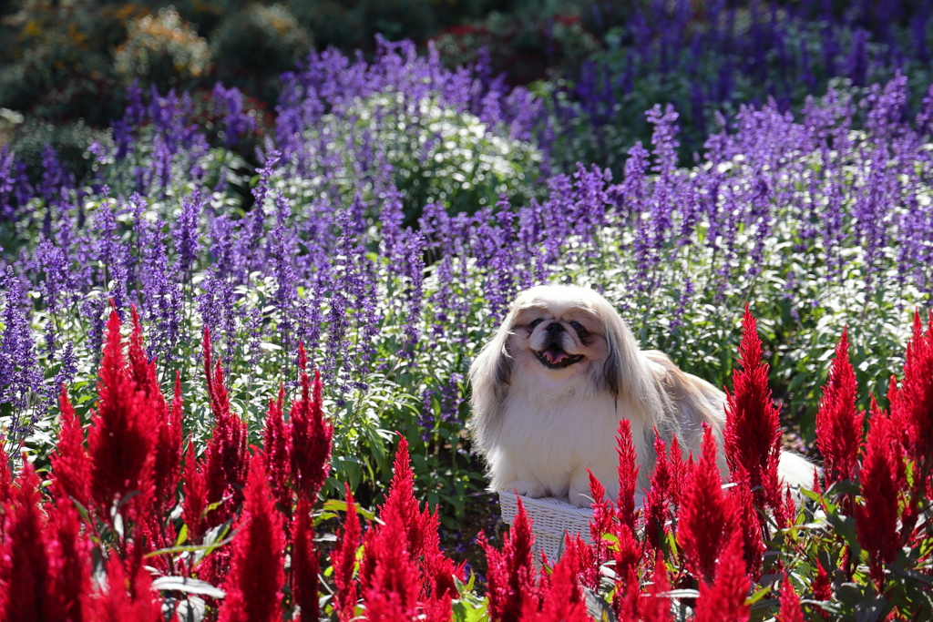綺麗に撮ってね！ 230929-995