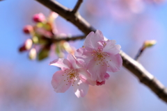 河津桜 260217-7070