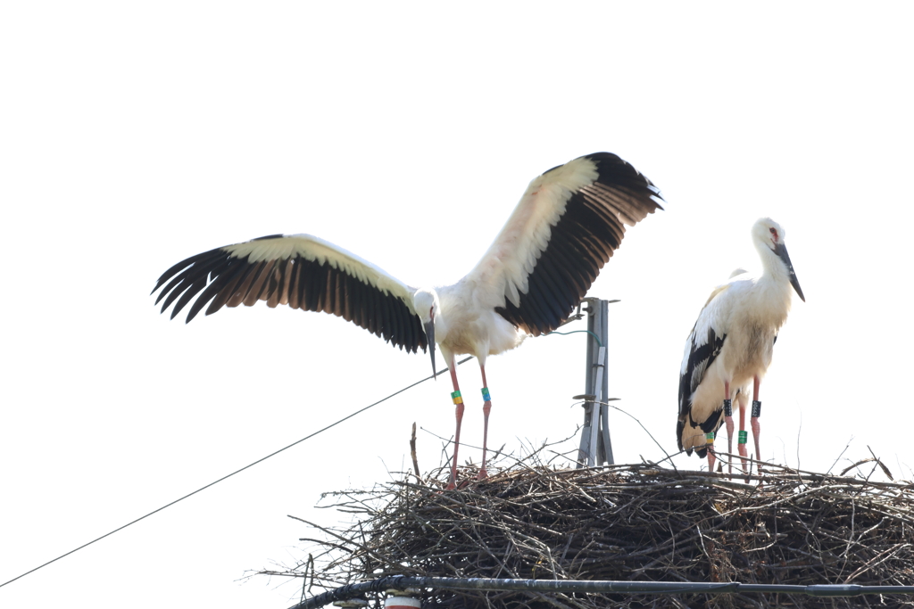 コウノトリ in 世羅町 (2) 230706-905