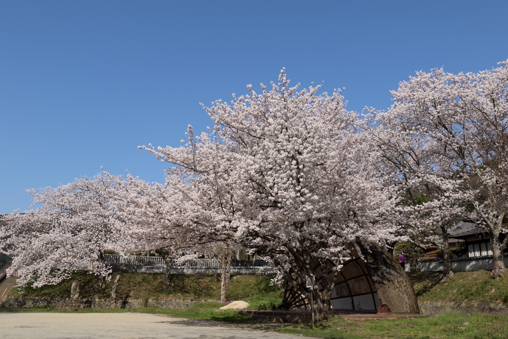 春の府中公園(10) 180330-025