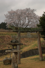 一本桜 (4) 230322-091