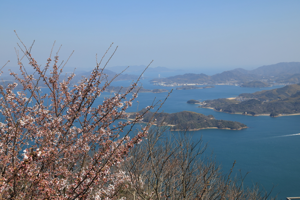 満開までもう少し(1)   190404-851