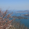 満開までもう少し(1)   190404-851